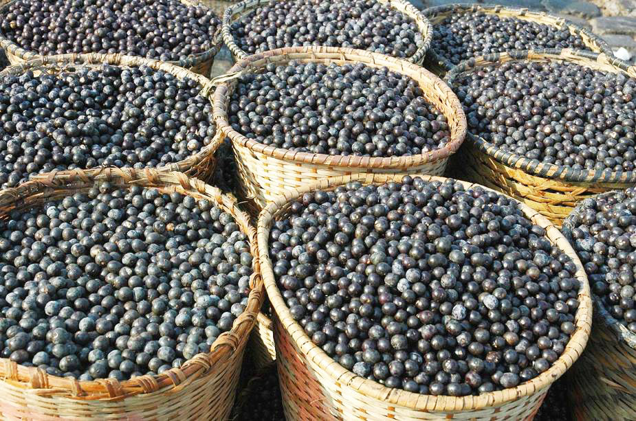 Açaí em fruta e in natura